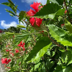 Morne Aux Vents Fond Boucher